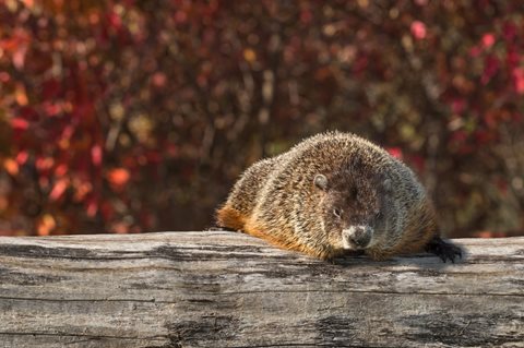 image of Woodchuck on Log